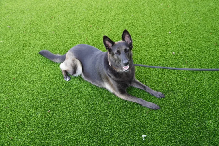Dog On Turf — Pet Turf artificial turf by Rioturf Valley