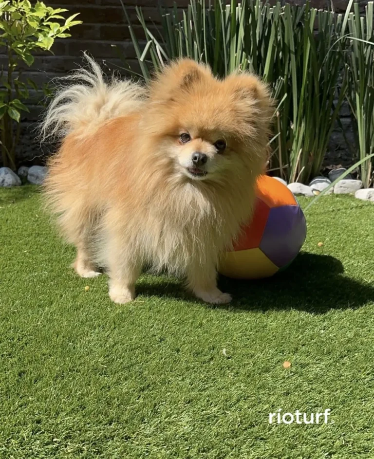 Pomeranian — Pet Turf artificial turf by Rioturf Valley