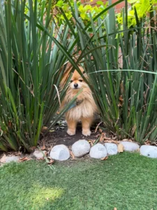 Pet garden