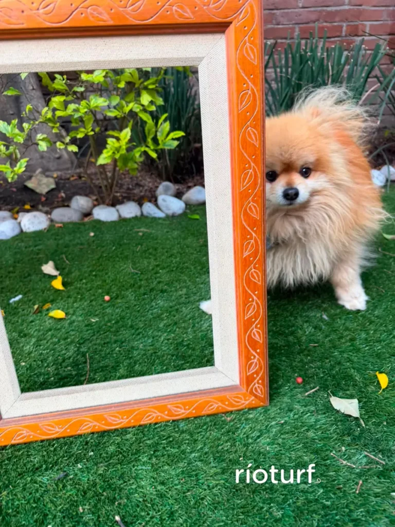 Dog Mirror — Pet Turf artificial turf by Rioturf Valley