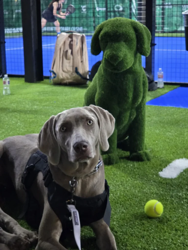 Pet Event — Pet Turf artificial turf by Rioturf Valley